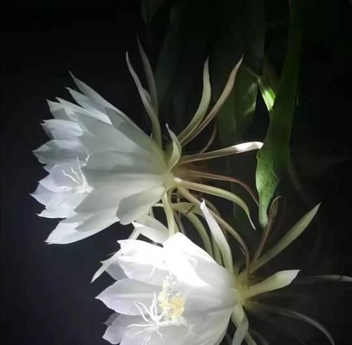 以玫瑰花的花语为主题的文章（守护的爱——玫瑰花的花语传递深情）