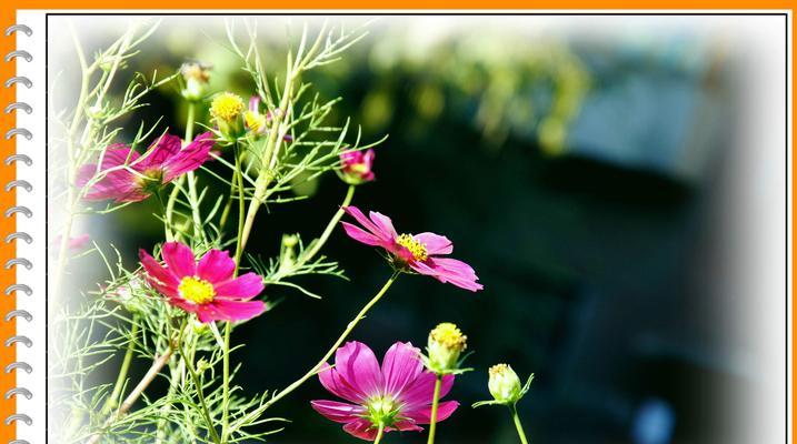 思念与等待——以郁金香花语为主题的文章（等待爱的花朵盛开，思念的情绪绵延不断）