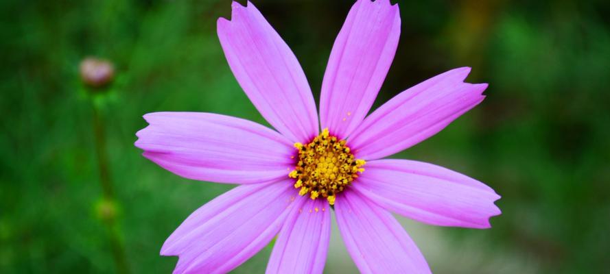思念与等待——以郁金香花语为主题的文章（等待爱的花朵盛开，思念的情绪绵延不断）