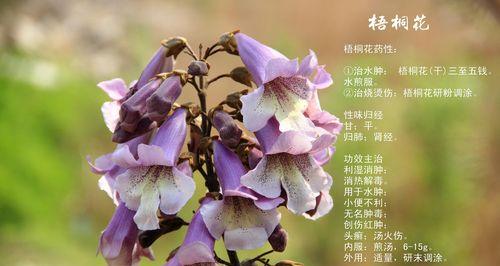 贪婪之花（探寻牡丹花背后的贪婪意涵）