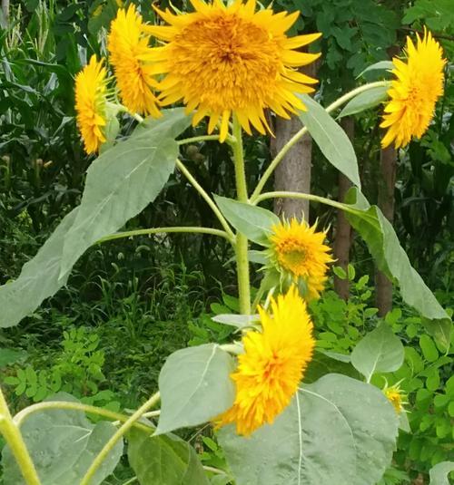 以菊花为象征的团结与和谐（菊花花语传递团结和合作精神，体现人类社会的共同价值观）