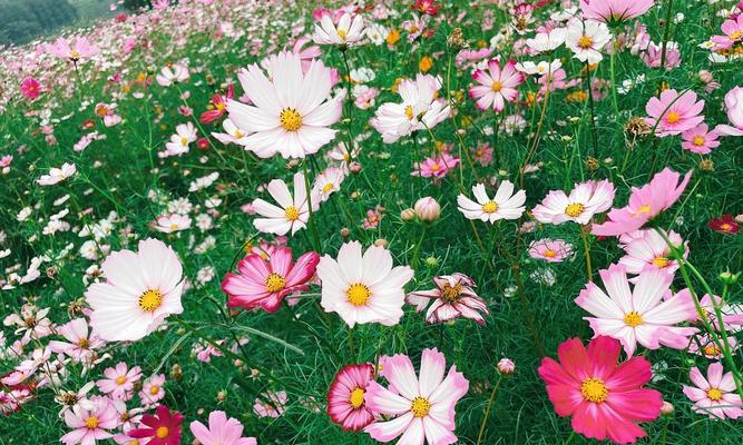 的花语——百合花的深刻寓意（探寻百合花独特的花语，了解它在文化和传统中的重要地位）