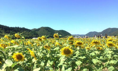 阳光之花（以何种花为代表的花语让人感受到希望和阳光？）