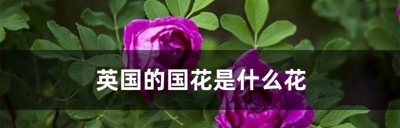 探寻爱情的花语之——玫瑰花（用花语诉说浓情蜜意，玫瑰花揭秘恋爱奥秘）