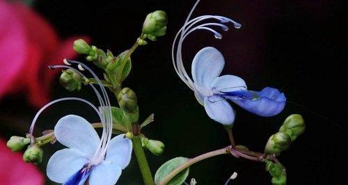 相逢花语——以桃花为主题的文章（桃花盛开，相遇缘起）
