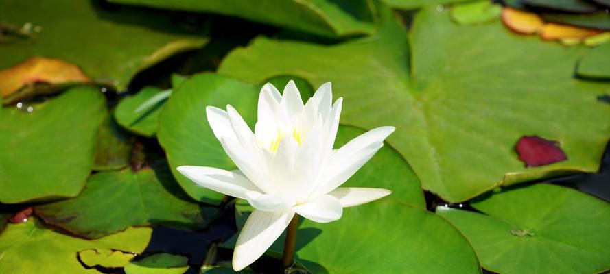 信仰之花（百合花的象征意义与宗教意蕴）