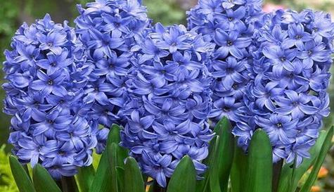 以百合花的花语述说兄妹之情（花开花谢，兄妹相随，花语述说兄妹情深）