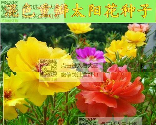 阳光花语——以向日葵为主题的花语解读（以阳光为灵感，探索向日葵的花语之美）
