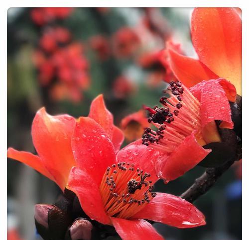 以百合花为主题的英雄花语（向英雄致敬，用花语表达敬意）