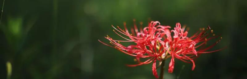 永不再见的花语——以白色玫瑰为例（白色玫瑰的花语与意义解析）