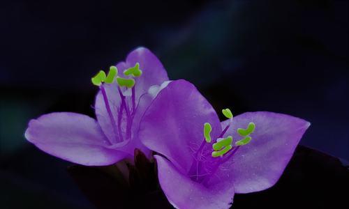 以百合花为主题的勇敢之花语（用花语诠释勇敢的力量——百合花语解读）