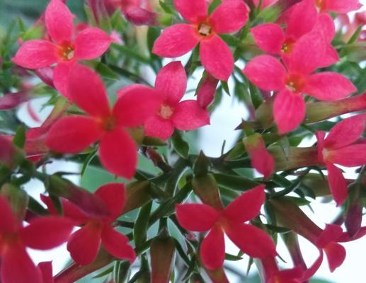 用百合花诠释真诚的心（探寻百合花的花语之谜）