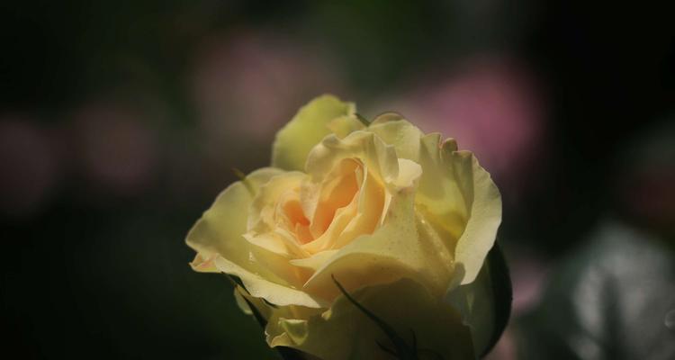 花语中的忠诚——以红玫瑰为主题的花语（红玫瑰）