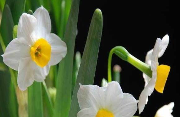 水仙花的花语与代表意义（探索水仙花的奇妙含义，给生活带来美好）