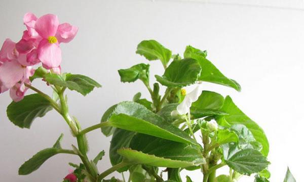 秋海棠花的养殖方法和注意事项（打造绚丽秋海棠花园，享受花开之美）