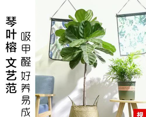 小榕树盆景怎么养才好（盆栽小榕树的养护知识）
