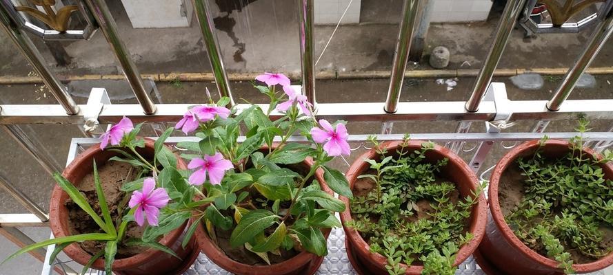 花叶蔓长春花怎么繁殖（简单长春花繁殖方法）