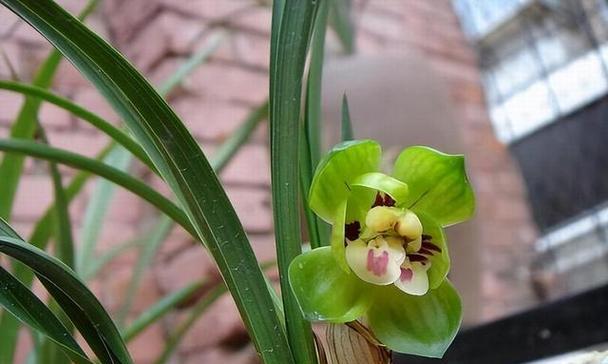 春兰花期在几月份开(关于春兰的开花时间)