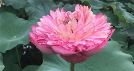 荷花怎么种植方法（家养荷花的养护步骤）
