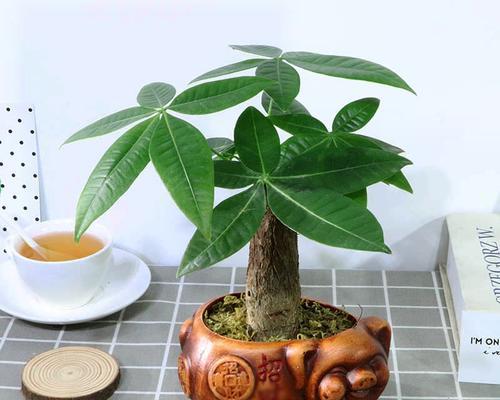 摇钱树的养殖方法（打造绿色财富的秘密武器，摇钱树养殖指南）