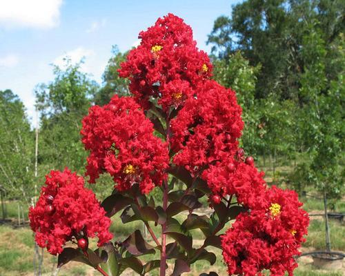 百日红花怎么养（百日红花的种植与管理）