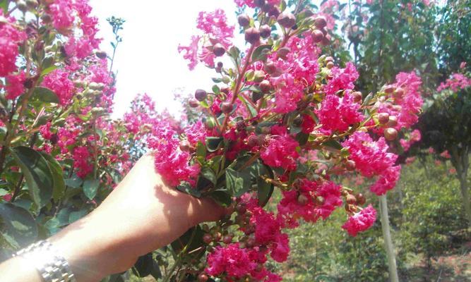 百日红花怎么养（百日红花的种植与管理）