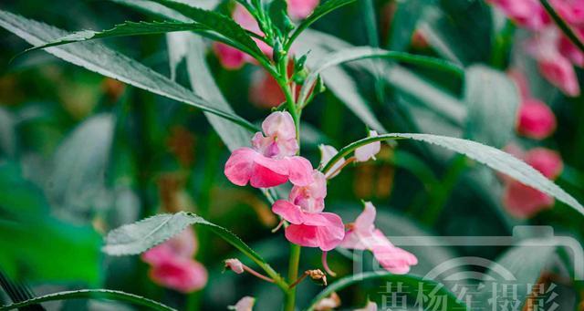 凤仙花怎么养殖方法（有关凤仙花的养护知识）