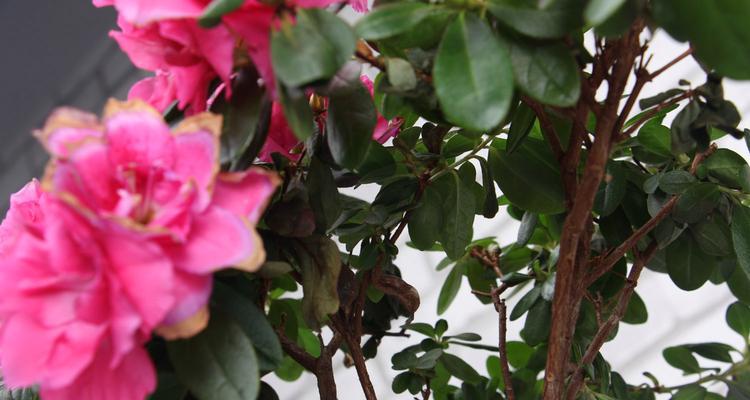 杜鹃花掉叶子是怎么回事（养护杜鹃的注意事项）