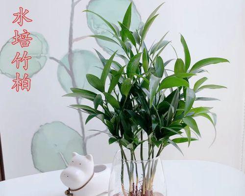 富贵竹怎样水培（水培富贵竹最简单的方法）