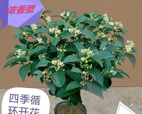 金桂花树怎么修剪（桂花树的修剪方法与时间）