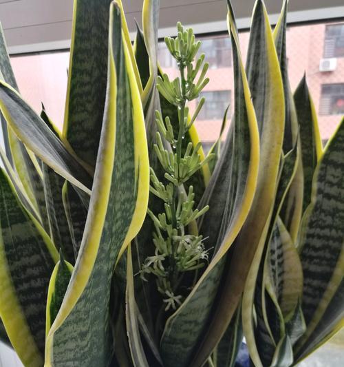 虎皮兰怎么养才能开花（虎皮兰养殖方法与技巧）