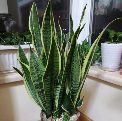 虎皮兰怎么养才能开花（虎皮兰养殖方法与技巧）