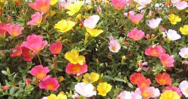 适合夏季种植的花卉有哪些（夏天有庭院植物大全）
