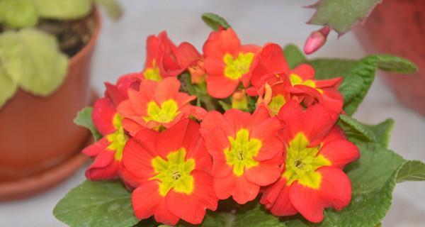 家里千万不能养的6种花是什么（描述室内不能养的花）
