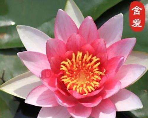 荷花怎么栽培（水培荷花的养护知识）