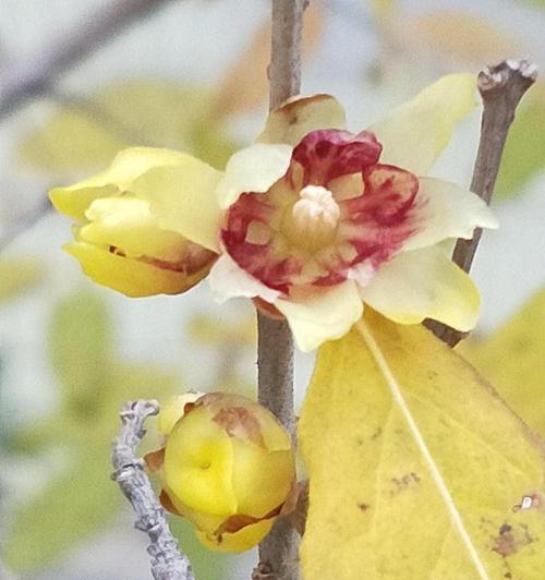 腊梅是什么颜色的花瓣（有关腊梅的介绍以及特点）