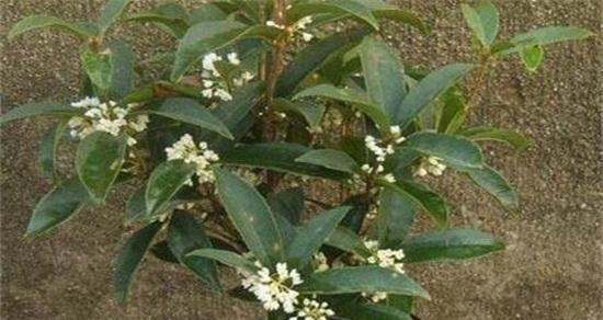 四季桂什么时候开花（观赏四季桂的花期简介）