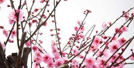 梅花什么时候开花季节(有关梅花的养殖技巧)