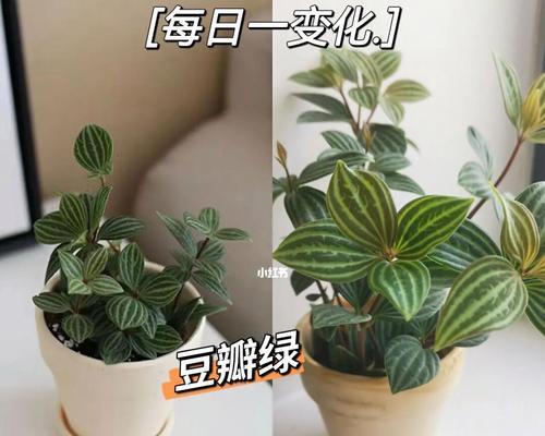 白脉椒草的养殖方法（有关白脉椒草种植技术）