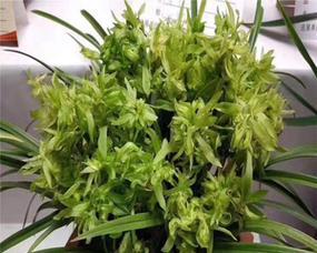 白兰花怎么养才好（白兰花养护的正确方法）