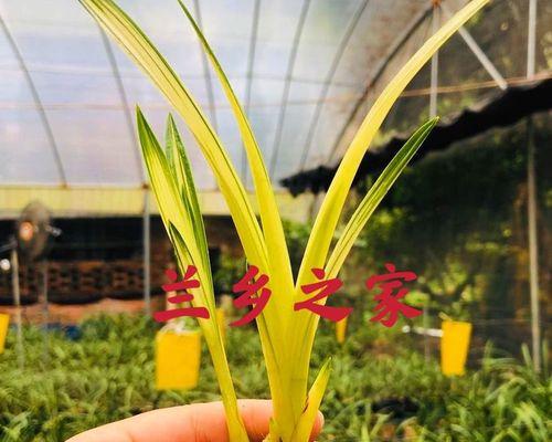 白兰花怎么养才好（白兰花养护的正确方法）