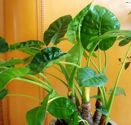 滴水观音植物怎么养（滴水观音的养殖方法讲解）