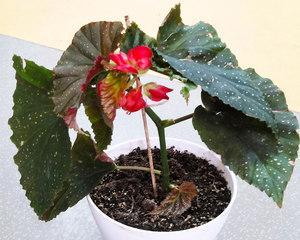 斑叶竹节秋海棠怎么养（栽培秋海棠的窍门）
