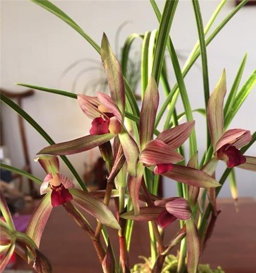 我国珍稀植物有哪些（中国珍稀植物大全）