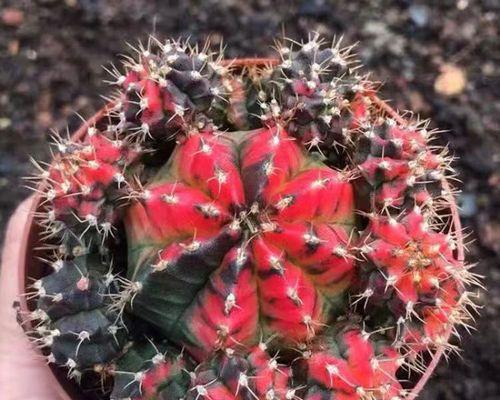 牡丹花如何养殖（牡丹花的养殖方法和注意事项）