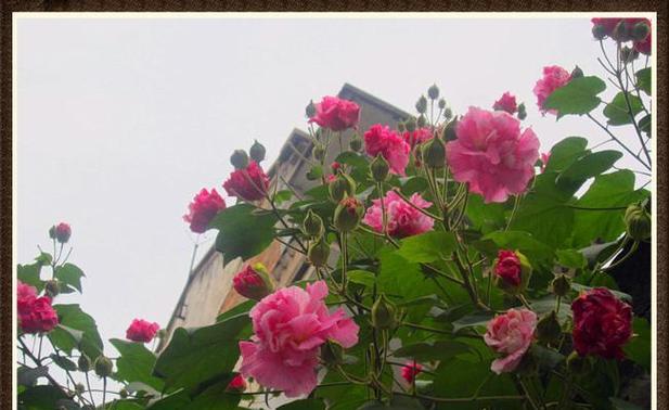 芙蓉花怎么养(芙蓉花的栽培与养护)
