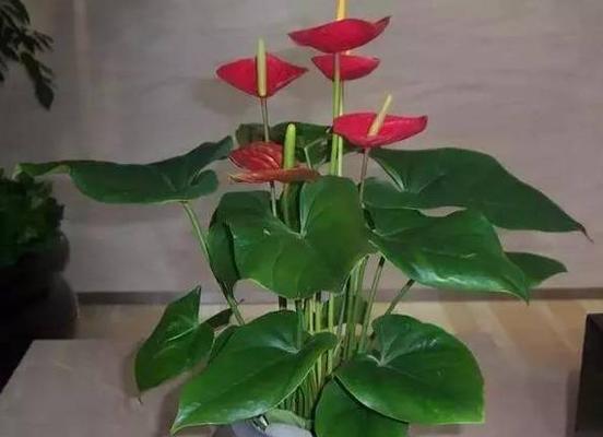 夏天红掌叶子发黄怎么办（叶黄的补救措施）