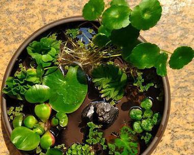 碗莲水培方法及流程（让碗莲在水中绽放生命的秘密）