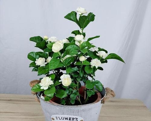 茉莉花适合晒太阳吗（茉莉花养护的正确方法）