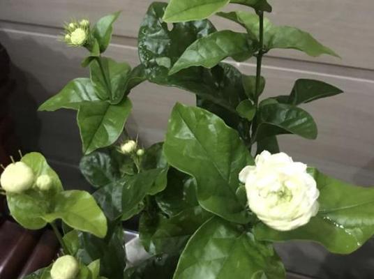 茉莉花适合晒太阳吗（茉莉花养护的正确方法）